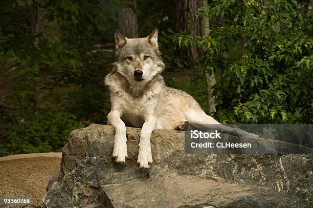 Grandes Planícies Lobo De Rock - Fotografias de stock e mais imagens de Animal - Animal, Animal selvagem, Canino - Animal