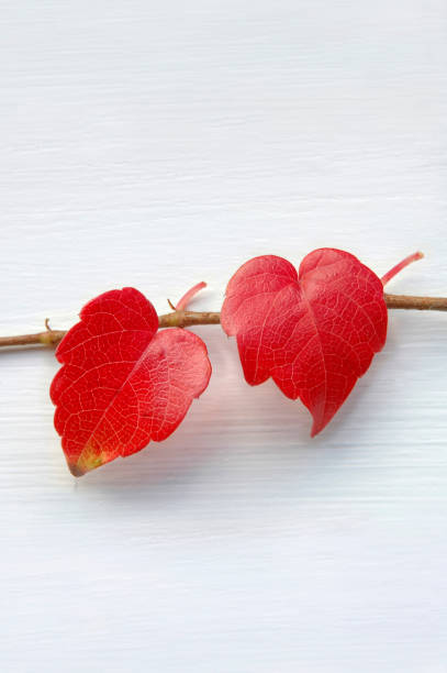 Love leaves stock photo