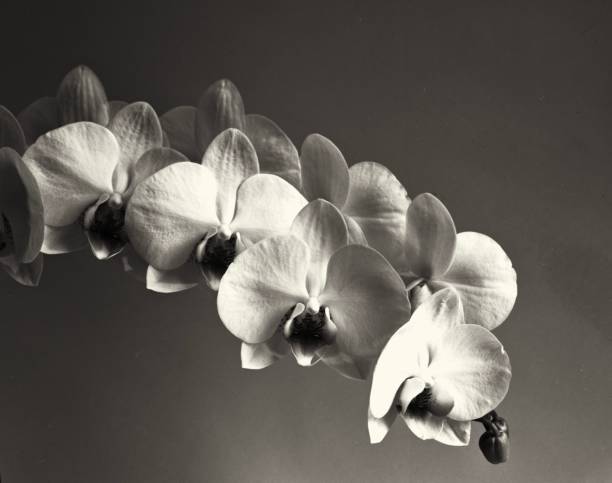 istock Still life of orchid 933610720