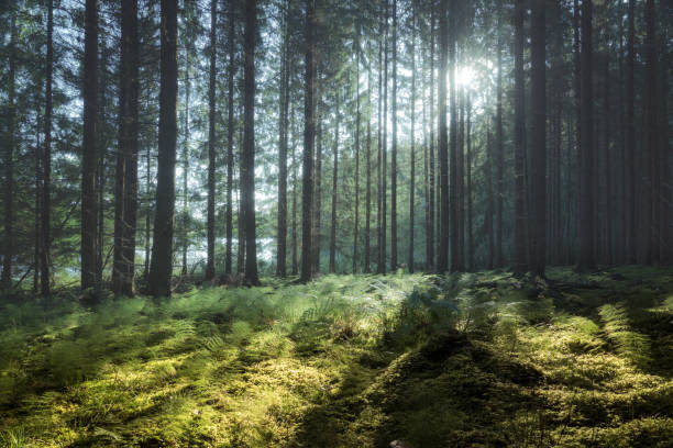 istock Clearing in a forest with sunshine  through the branches 933610918