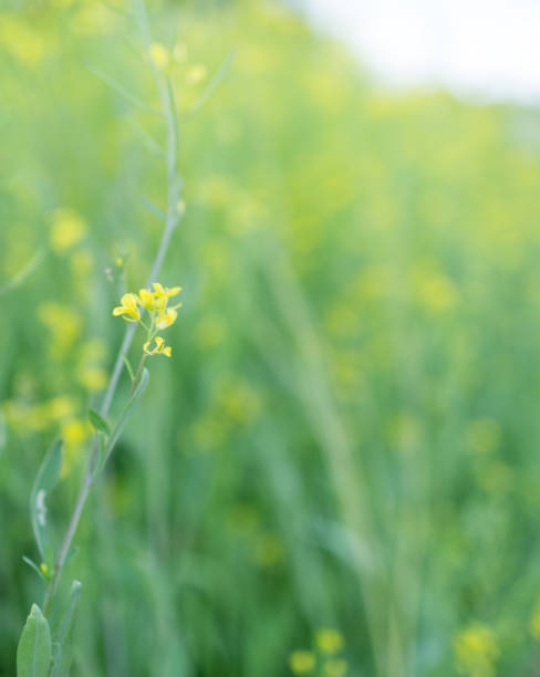 istock springtime golden flowering rapeseed field 933611286