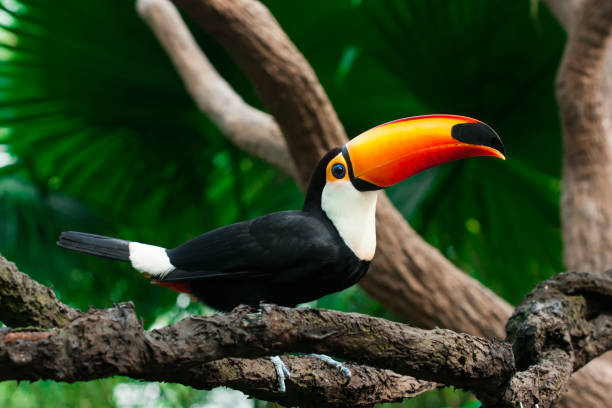 istock Toucan sits on a branch 933611386