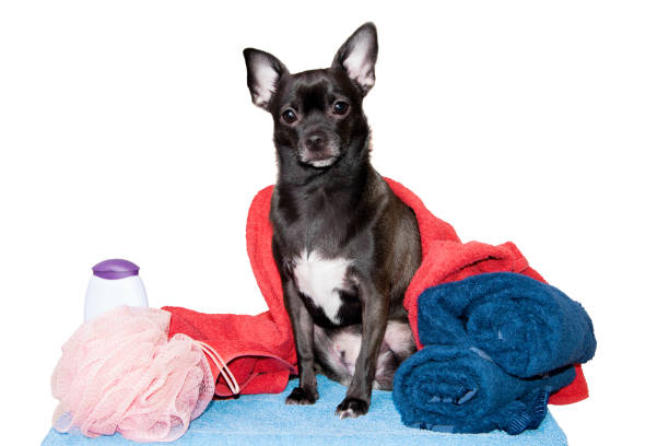 istock Chihuahua on a towel with shampoo 933611450