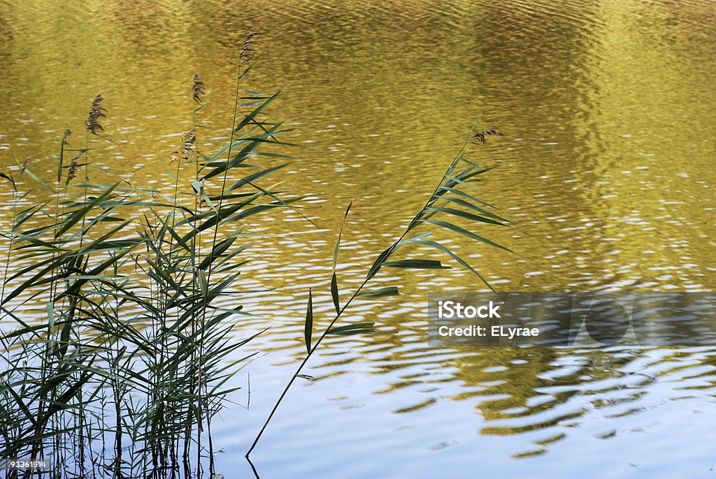 Reeds silhouette  Autumn Stock Photo