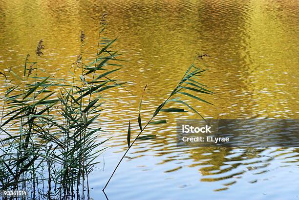 Reeds Silhouette Stock Photo - Download Image Now - Autumn, Blade of Grass, Cattail