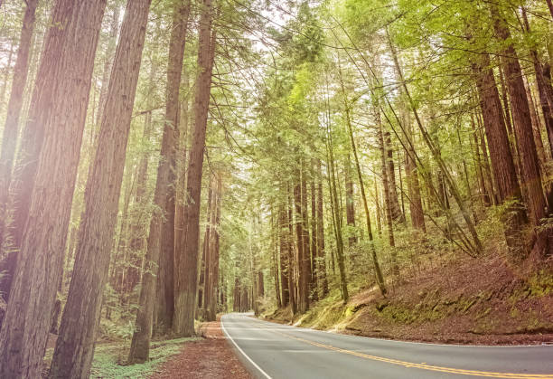 istock Empty road in the beautiful forest with high trees. 933615354