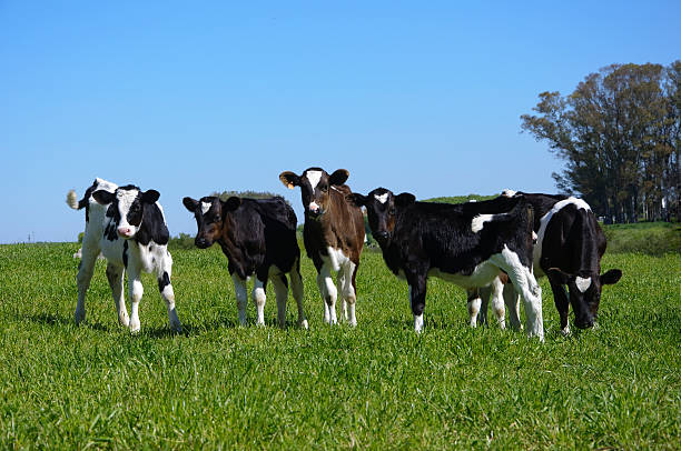 istock calves in the field 93361776