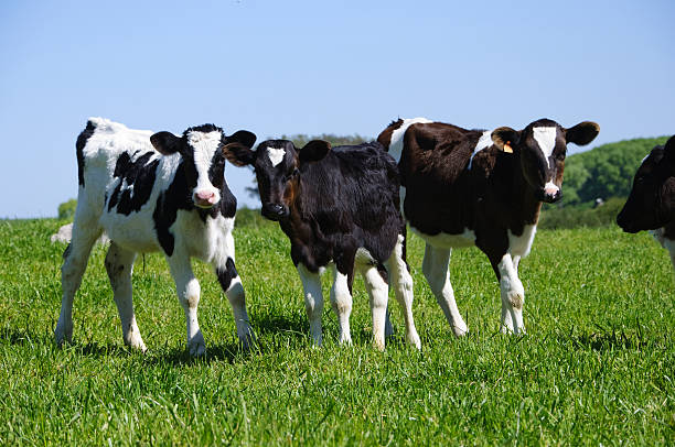istock Black and white young calves in a green field 93361784