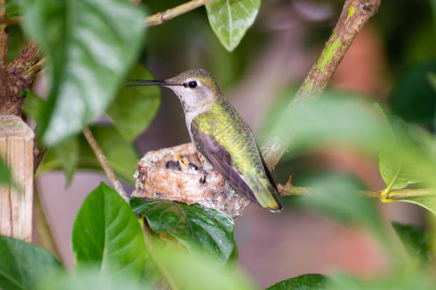 istock Mother Hummingbird Feeding Chicks 933619248