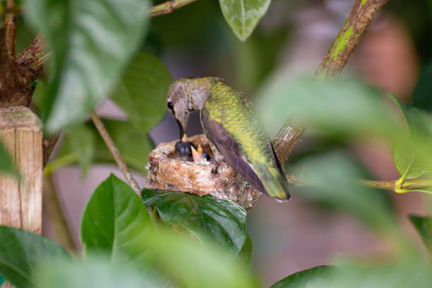 istock Mother hummingbird 933619550