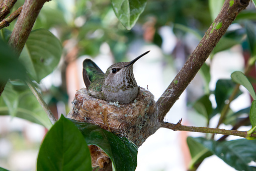 Mother hummingbird caring for her babies.