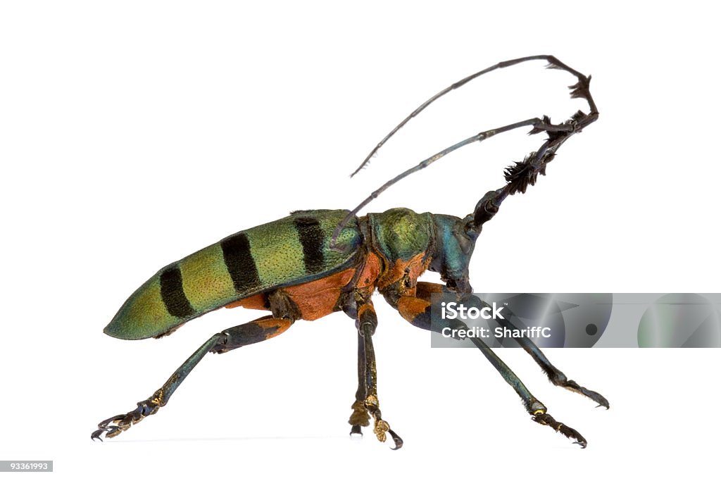 Longhorn Beetle - Zbiór zdjęć royalty-free (Bez ludzi)