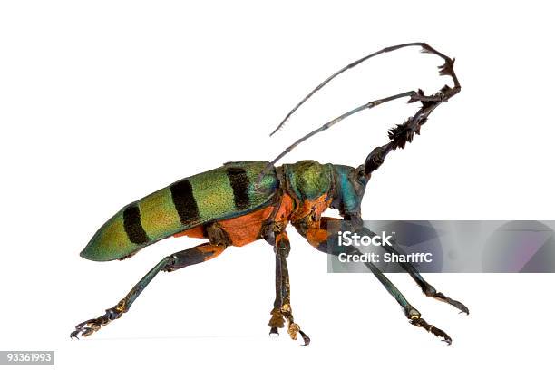 Longhorn Beetle - zdjęcia stockowe i więcej obrazów Bez ludzi - Bez ludzi, Bezkręgowce, Bliskie zbliżenie