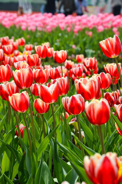 istock Common Tulipa Liliaceae Tulip 933619936