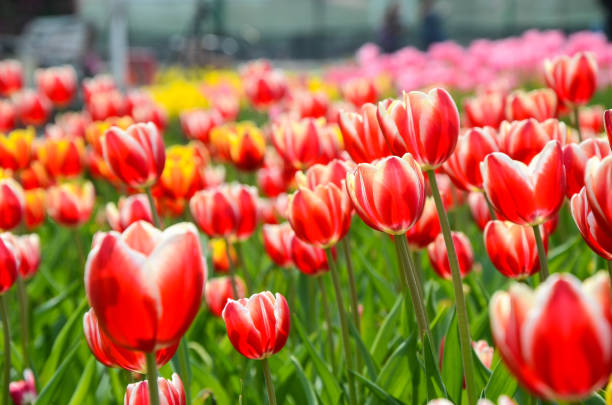 istock Common Tulipa Liliaceae Tulip 933620046