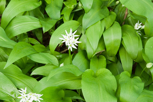 Medicinal plant Bear's garlic - Allium ursinum. Garlic has green leaves and white flowers,on isolated white background