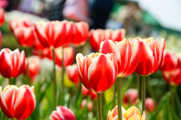 istock Common Tulipa Liliaceae Tulip 933622296