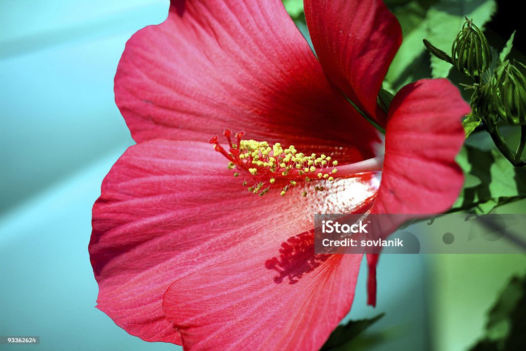 Hibiscus - Lizenzfrei Blütenblatt Stock-Foto