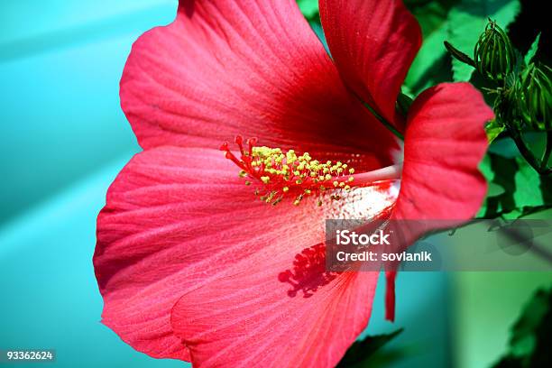 Hibiscus Stockfoto und mehr Bilder von Blütenblatt - Blütenblatt, Eibisch - Tropische Blume, Einfachheit