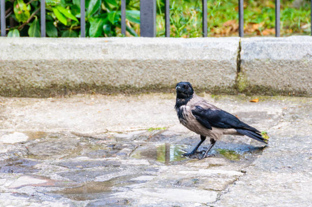 istock Crow at the watering place. 933629098