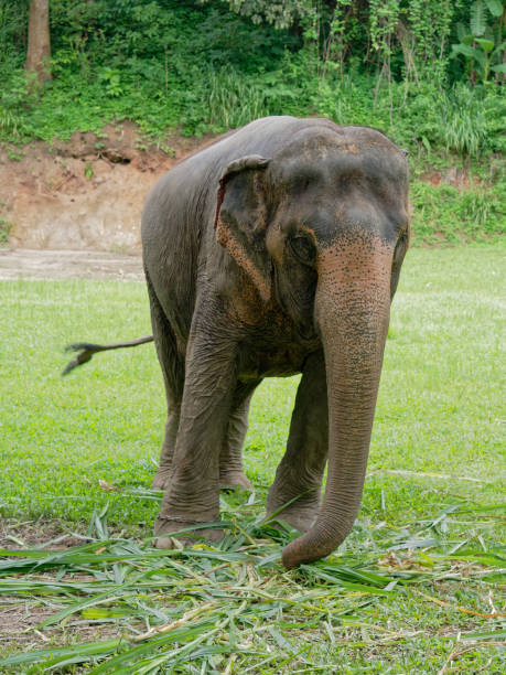 istock Young female Indian elephant eating grass while breaking between the show in elephant camp in Thailand 933632932