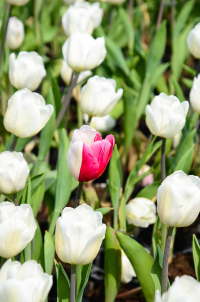 istock Common Tulipa Liliaceae Tulip 933632976