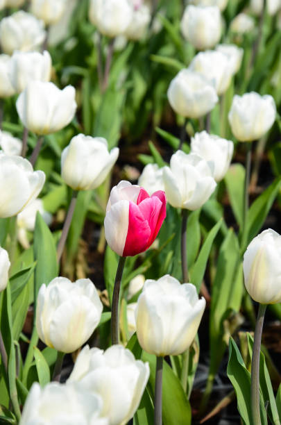 istock Common Tulipa Liliaceae Tulip 933633000