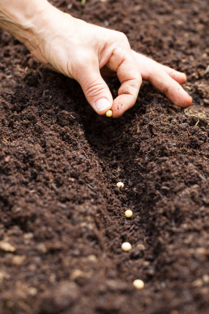 istock Hands putting seed in the ground - soy seed 933633126