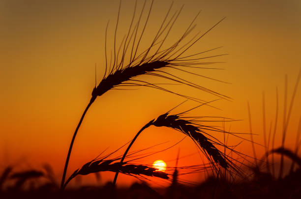 istock silhouette of harvest in orange sunset 933633218