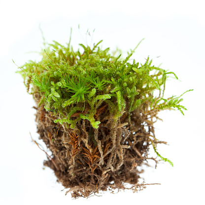 Moss against white background