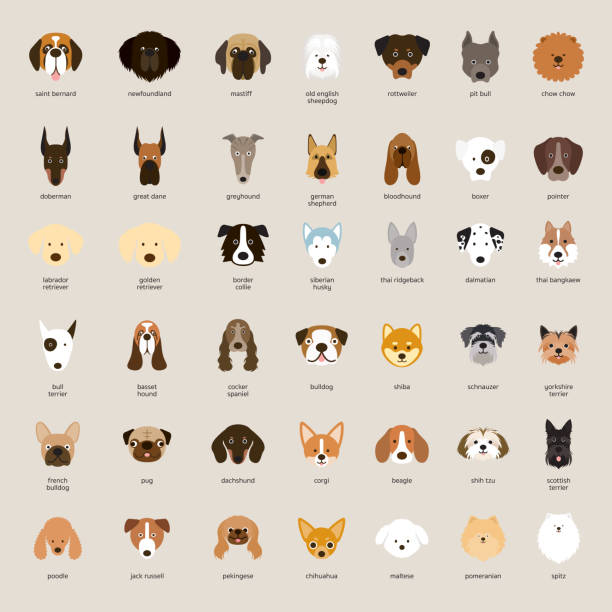 ilustraciones, imágenes clip art, dibujos animados e iconos de stock de perro razas, cabeza de serie - cabeza de animal