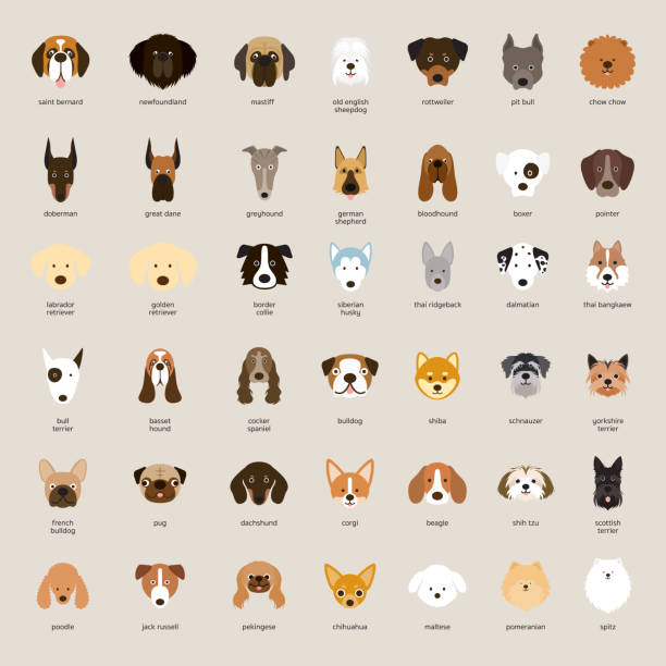 ilustrações, clipart, desenhos animados e ícones de cão raças, head set - pit bull pit bull terrier dog pets