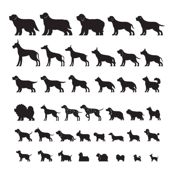 Dog Breeds, Silhouette Set Side View, Vector Illustration puppy stock illustrations