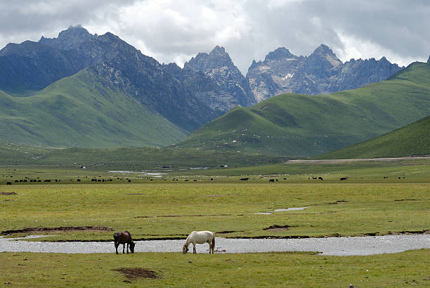 istock horse in the grassland 93363593
