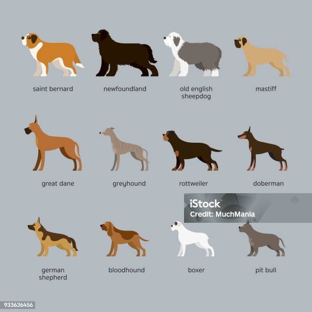 Dog Breeds Set Giant And Large Size Stock Illustration - Download