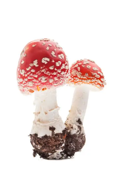 Fly agaric (amanita muscaria) - Two young mushrooms
