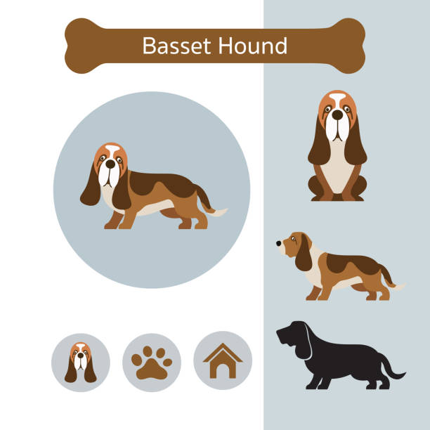 Basset Hound Dog Breed Infographic Illustration, Front and Side View, Icon basset hound stock illustrations