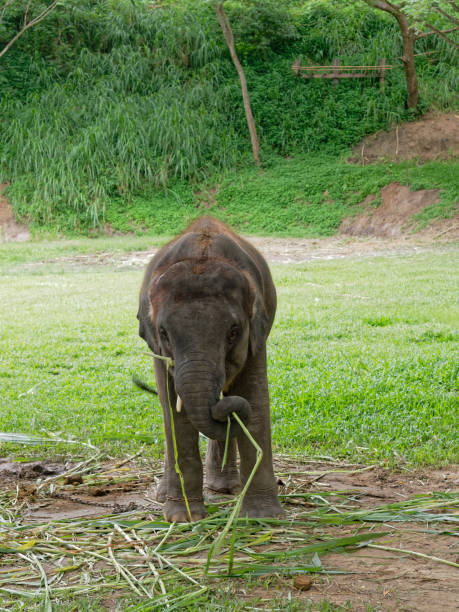 istock Baby male Indian elephant eating grass while breaking between the show in elephant camp in Thailand 933637072