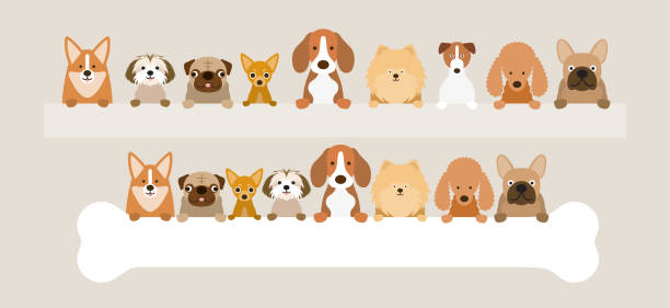 Front View, Pet, Background Front View, Pet, Background dog poodle pets cartoon stock illustrations