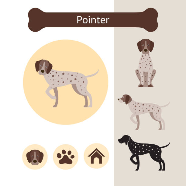 pointer hunderasse infografik - pointer hund stock-grafiken, -clipart, -cartoons und -symbole