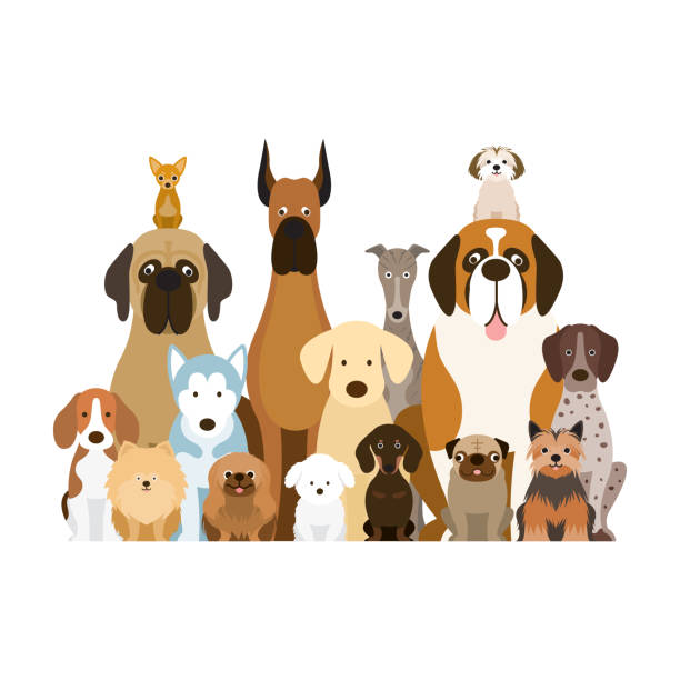 ilustrações de stock, clip art, desenhos animados e ícones de group of dog breeds illustration - shih tzu cute animal canine