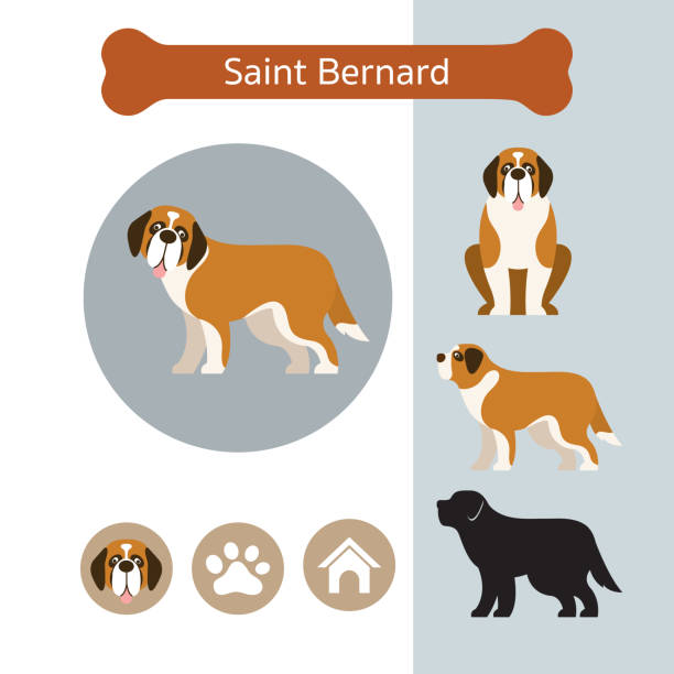 illustrations, cliparts, dessins animés et icônes de saint bernard dog race infographique - saint bernard