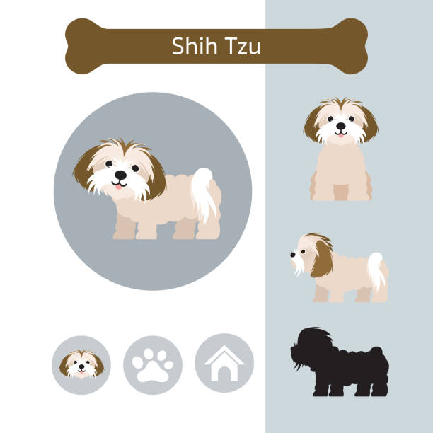 Shih Tzu Dog Breed Infographic Illustration, Front and Side View, Icon shih tzu stock illustrations