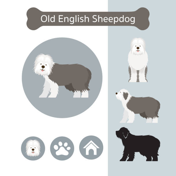 old english sheepdog hunderasse infografik - old english sheepdog stock-grafiken, -clipart, -cartoons und -symbole