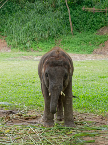 istock Baby male Indian elephant eating grass while breaking between the show in elephant camp in Thailand 933637704