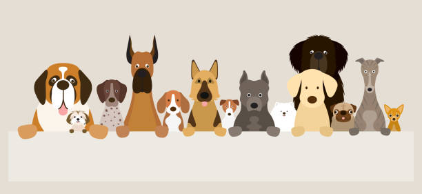 ilustraciones, imágenes clip art, dibujos animados e iconos de stock de grupo de razas de perros con la bandera - shih tzu cute animal canine