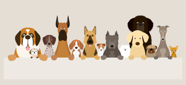 ilustrações, clipart, desenhos animados e ícones de grupo de raças de cães, segurando o banner - shih tzu cute animal canine