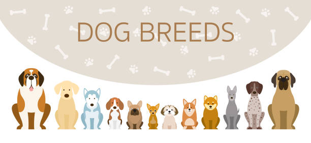 ilustraciones, imágenes clip art, dibujos animados e iconos de stock de grupo de la ilustración de las razas de perro - shih tzu cute animal canine