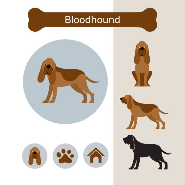 Bloodhound Dog Breed Infographic Illustration, Front and Side View, Icon bloodhound stock illustrations