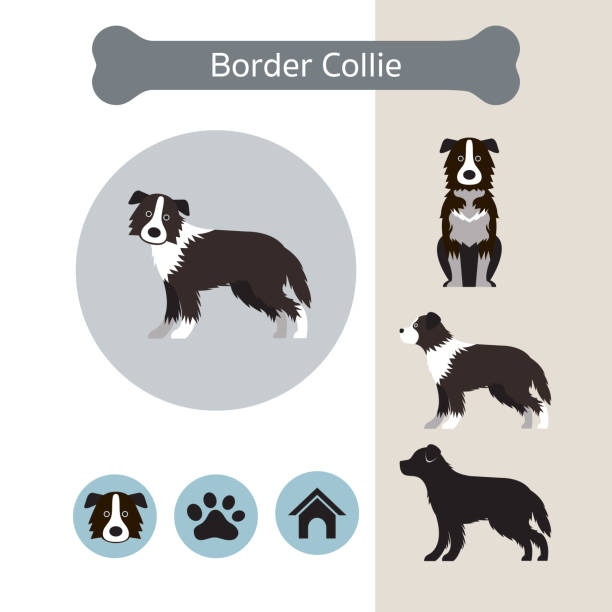 kuvapankkikuvitukset aiheesta border collie -koirarodun infografiikka - bordercollie